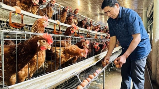 Singapore chính thức mở cửa thị trường một số sản phẩm thịt và trứng gia cầm từ Việt Nam