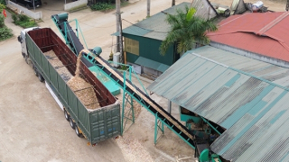 Tái diễn thu mua, chế biến gỗ trái phép ở Thanh Hoá