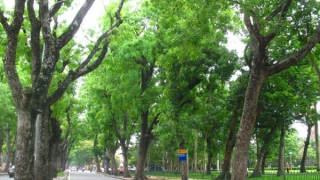 Hà Nội trồng thêm 700.000 cây xanh