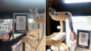 Chú mèo với chiếc đuôi dài kỷ lục