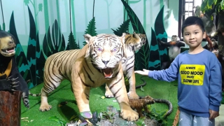 Hàng nghìn người thích thú khi Hổ Đông Dương và Sao La quý hiếm “xuất hiện” tại Huế