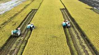 Nhiều kết quả khả quan từ Đề án 1 triệu ha lúa chuyên canh chất lượng cao