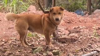 Bé gái bị chó nhà nuôi cắn thủng thực quản