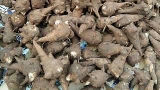 Nhiều người ngộ độc khi ăn củ ấu tàu