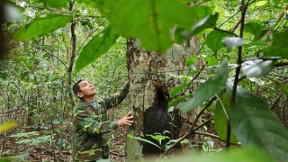 Chuyện người giữ rừng ở Quảng Trị được lấy tên đặt cho một loài cây