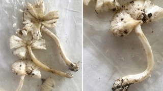 Cảnh báo nguy cơ tử vong do ăn nấm lạ