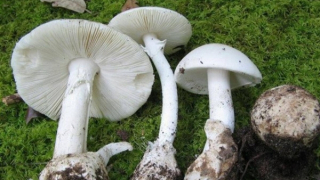 Hai vợ chồng hôn mê sâu do ăn nấm lạ