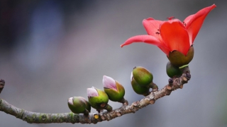 Viên đạn đỏ hai lần