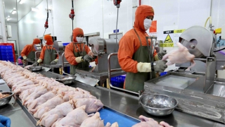 Hà Nội còn 578 cơ sở giết mổ động vật không phép