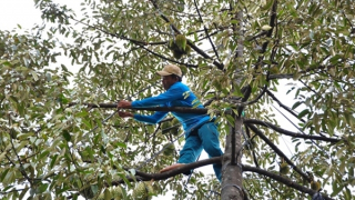 Quản lý tốt chất lượng sầu riêng để xuất khẩu