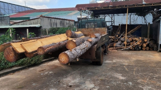 Kiểm tra phản ánh hàng loạt cây thông thuộc dự án của FLC bị tàn sát