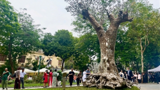 Cây xà cừ cổ thụ hồi sinh sau bão Yagi từ ý tưởng của nhà thiết kế thời trang