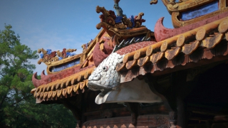 Cá chép - vượt ngược bơi xuôi...!