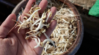 Đồng Tháp phát hiện cơ sở dùng chất tẩy trắng sản xuất giá đỗ