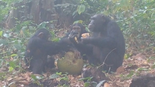 Tinh tinh tụ tập để… “nhậu sa kê”