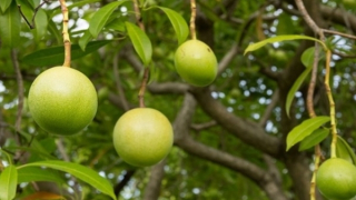 Buôn bán cây đẹp nhưng nguy hiểm, làm chết hàng nghìn người trong một năm