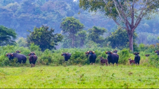 Bò tót ở Vườn Quốc gia Cát Tiên húc nhân viên bảo vệ rừng tử vong