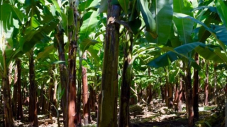 Truy xét kẻ phá hoại vườn chuối xuất khẩu sắp thu hoạch