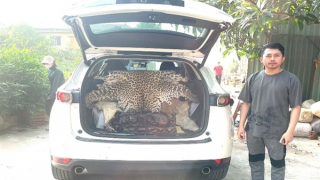 Khởi tố tài xế Mazda CX5 chở bộ da báo hoa mai đi bán