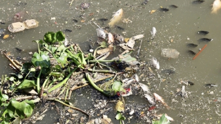 Sau cơn mưa lớn, cá lại chết nổi đầy trên kênh Nhiêu Lộc - Thị Nghè