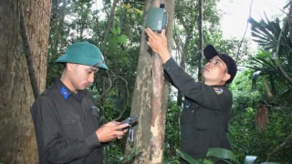 Giữ hồn rừng bằng dấu chân khoa học