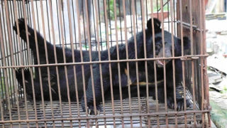 Cứu hộ gấu ngựa tên “Hải Phòng” đúng dịp kỷ niệm 70 năm giải phóng thành phố cảng