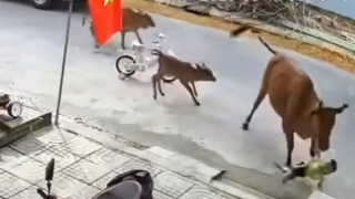 Đà Nẵng: Cháu bé đang đứng chơi trên đường thì bị bò thả rông húc ngã