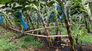 Điều tra vụ thi thể trẻ sơ sinh đang phân hủy trong túi vải đen