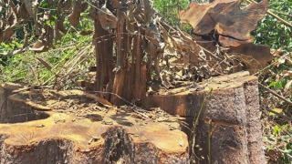 Gần 1ha rừng bị chặt phá ở khu vực biên giới Kon Tum