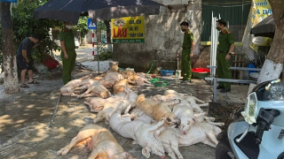 Rợn người với chục con lợn thịt vứt trên sàn nhà, ruồi bâu đầy sắp được đem quay