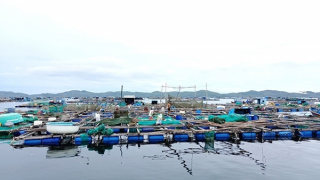 Agribank góp phần phát triển kinh tế “thủ phủ tôm hùm” ở Phú Yên