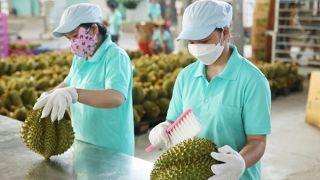 Khẩn trương hoàn thiện quy định giám định, kiểm nghiệm sầu riêng