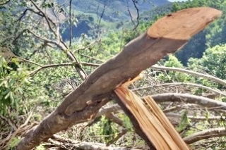 Đã xác định người liên quan vụ phá rừng phòng hộ ở Quảng Trị