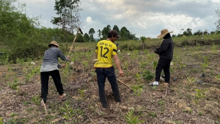 Xuất hiện tình trạng đổ xô trồng cây đón đền bù dự án cao tốc Quảng Ngãi - Kon Tum