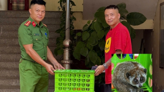 Phát hiện thú rừng quý hiếm lao ra đường, người dân bắt nhốt giao nộp Công an xã