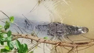 Dân lo lắng vì cá sấu xuất hiện trên kênh Lò Đường