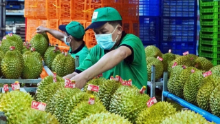 Đề xuất khoanh vùng báo động đỏ vùng trồng sầu riêng có nguy cơ cao