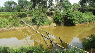 Chiếc cầu tre và ước mơ nối đôi bờ sông Nhùng