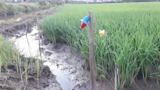 Đang nhậu nổi hứng ra ruộng bắn rắn thì bị điện giật