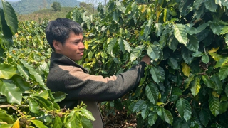 Người nông dân giỏi trên đỉnh Chênh Vênh