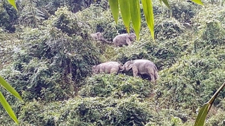 Những điểm sáng trong bảo tồn đa dạng sinh học