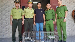 Người dân giao nộp tê tê Java, rùa núi vàng, trăn gấm quý hiếm