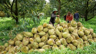 Xử lý từ gốc tồn dư thuốc bảo vệ thực vật trên nông sản