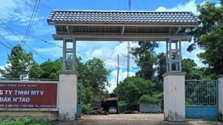 Phó Giám đốc công ty lâm nghiệp bị lâm tặc đánh gãy xương sườn