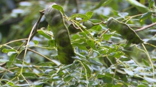 Hiệu quả hàng rào bồ kết làm giảm xung đột giữa người và voi rừng