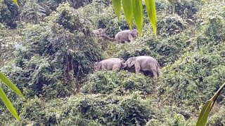 Điểm sáng trong bảo tồn sinh cảnh voi và đa dạng sinh học tại Quảng Nam