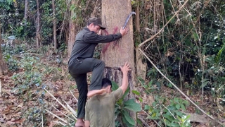 Bảo vệ rừng hiệu quả nhờ vào chính sách chi trả dịch vụ môi trường rừng