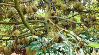 Làm rõ thông tin sai sự thật về sầu riêng Đắk Nông ngâm hóa chất