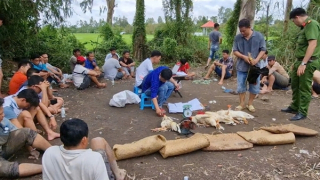 Tóm 21 con bạc đang say sưa đá gà ăn tiền giữa đồng lúa