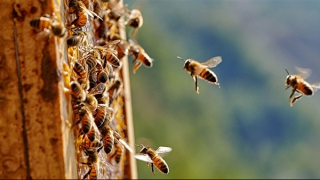 Chính quyền ở Mỹ thông báo khẩn vì 250 triệu con ong "thoát tổ"